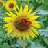Summer Sunflowers